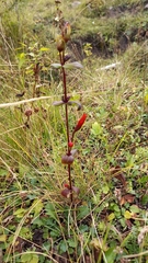 Gentianella cosmantha