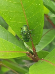 Abirus fortunei