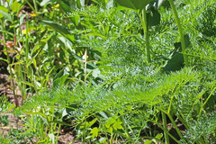 Ligusticum filicinum