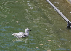Larus glaucescens