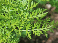 Ligusticum filicinum