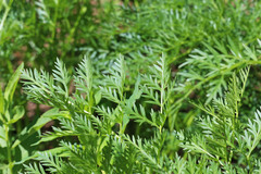 Ligusticum filicinum