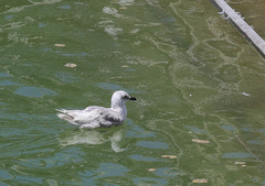 Larus glaucescens