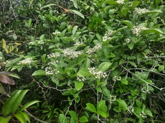 Viburnum sempervirens