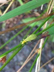 Alloperlini