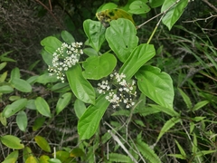 Viburnum sempervirens