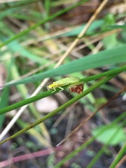Alloperlini