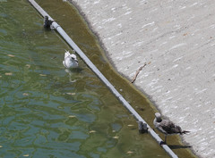 Larus glaucescens