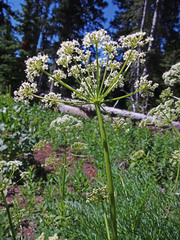 Ligusticum filicinum