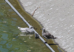 Larus glaucescens