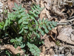 Polemonium reptans reptans