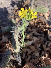 Erysimum capitatum