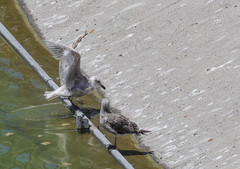 Larus glaucescens