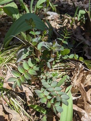 Polemonium reptans reptans