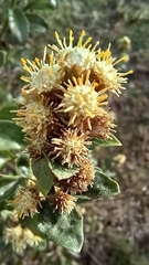 Baccharis tucumanensis