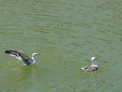 Larus occidentalis