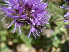 Acmaeodera retifera