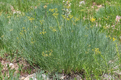 Lomatium graveolens graveolens