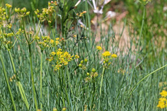 Lomatium graveolens graveolens