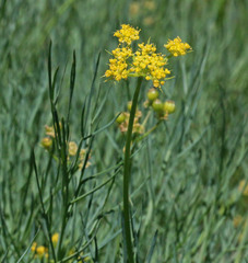 Lomatium graveolens graveolens