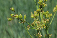 Lomatium graveolens graveolens