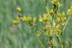 Lomatium graveolens graveolens