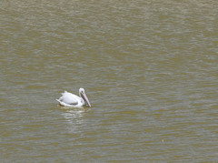 Pelecanus erythrorhynchos