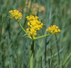 Lomatium graveolens graveolens