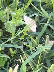 Emmiltis pygmaearia