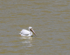 Pelecanus erythrorhynchos