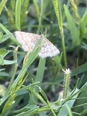 Emmiltis pygmaearia