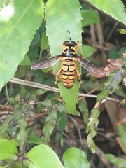 Milesia sinensis