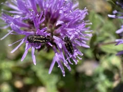 Acmaeodera retifera