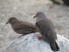 Columbina cruziana