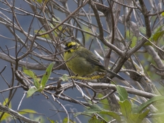 Atlapetes citrinellus