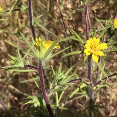 Centromadia fitchii