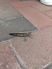 Schistocerca americana
