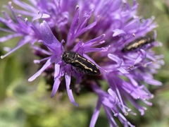 Acmaeodera retifera