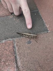 Schistocerca americana