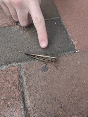Schistocerca americana