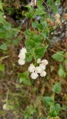 Ageratina lorentzii
