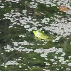 Pelophylax plancyi