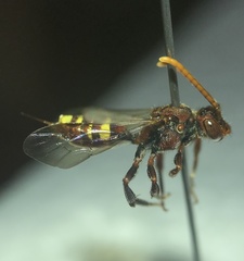 Nomada xanthura