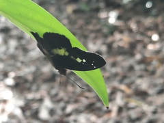 Gerosis phisara