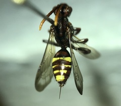 Nomada xanthura