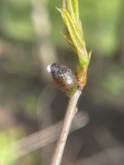 Amphibolips ellipsoidalis