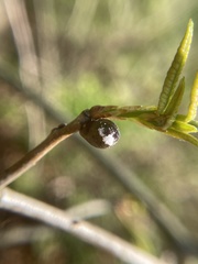 Amphibolips ellipsoidalis