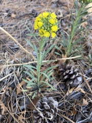 Erysimum capitatum