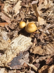 Psilocybe ovoideocystidiata