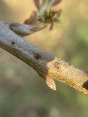 Callirhytis medularis